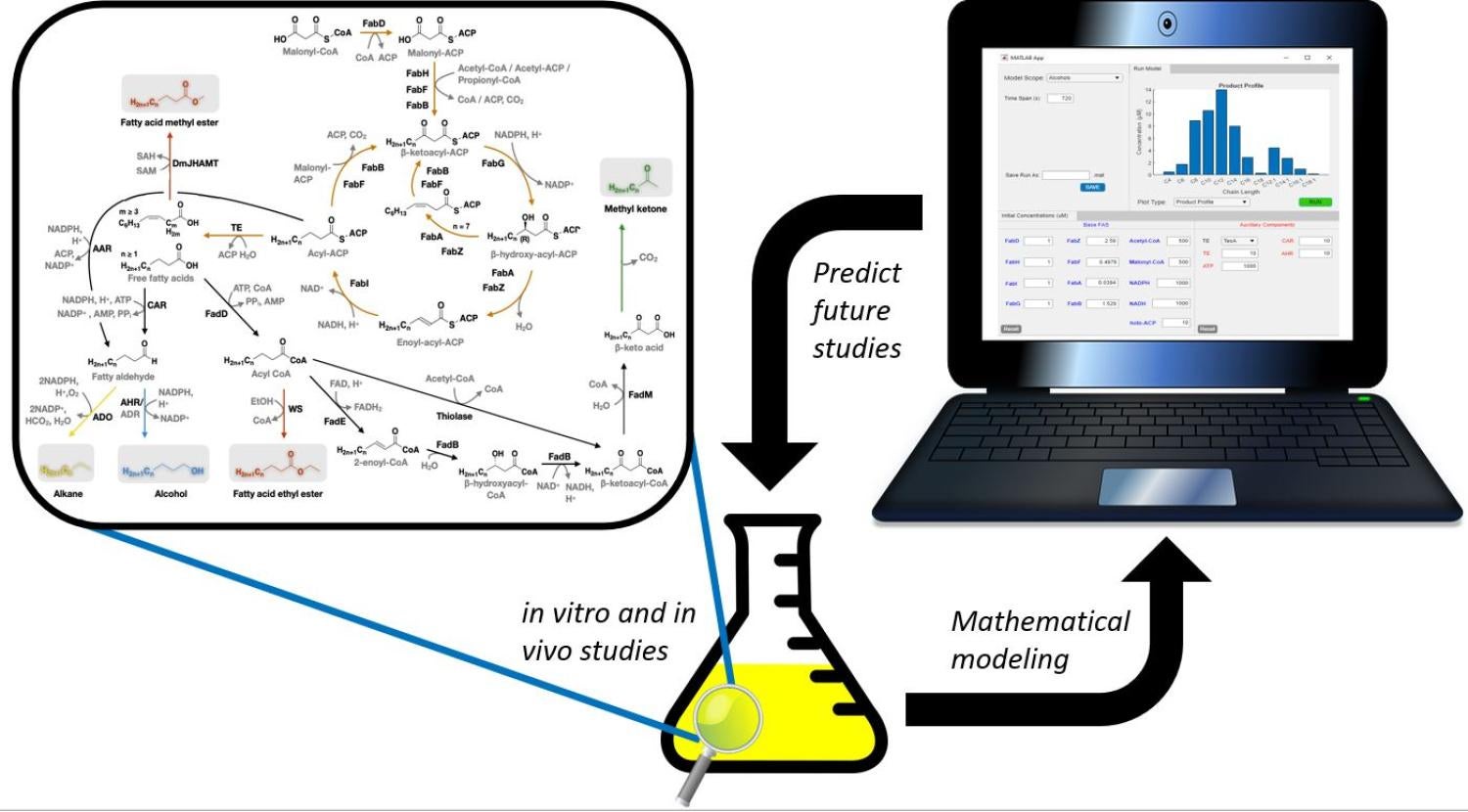 Computational tools developed by the Fox Group to facilitate metabolic engineering in E. coli.