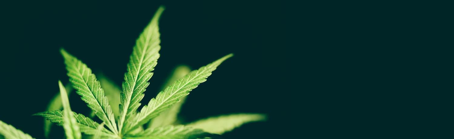Photo of a marijuana plant leaf.