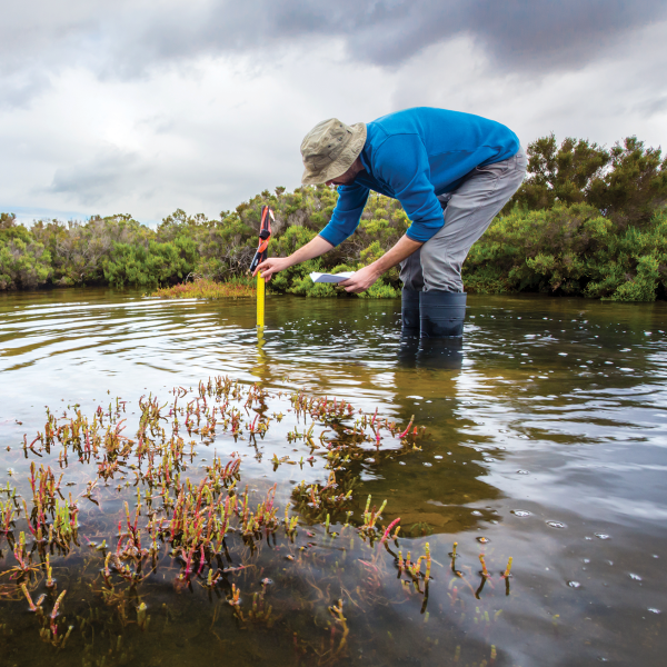 A researcher measures water levels in a pond